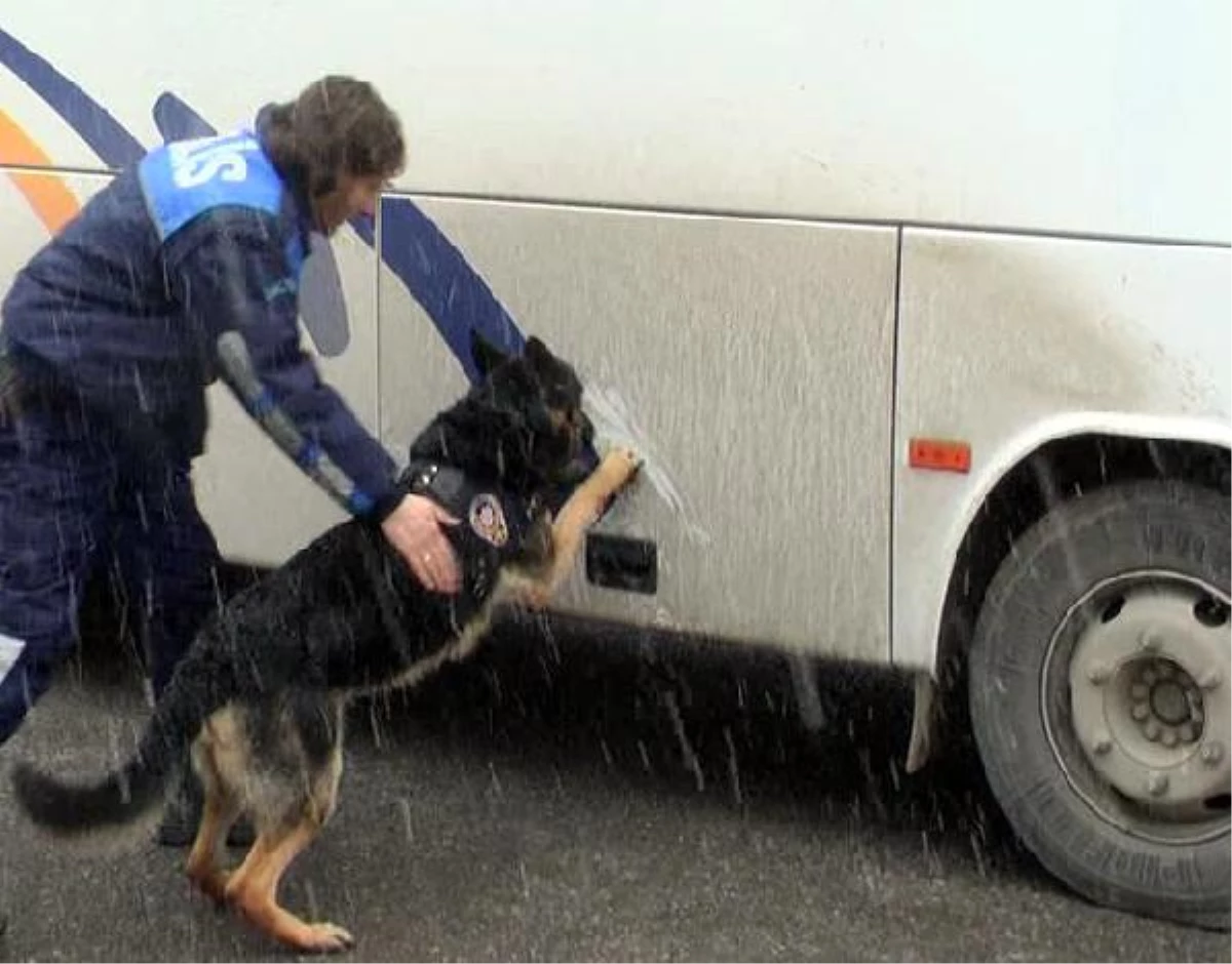 Polis Köpeği \'skoly\' Uyuşturucuya Geçit Vermiyor