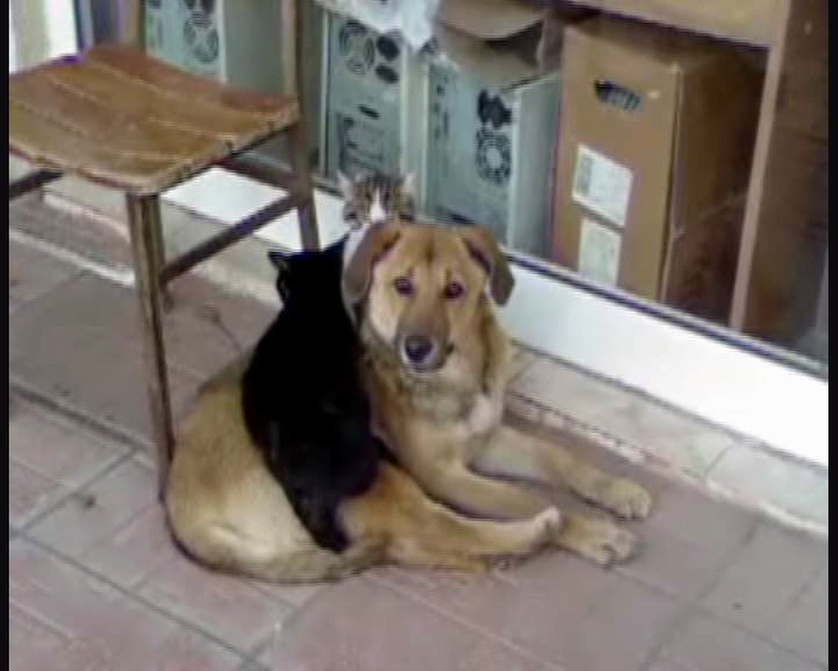 Soğuktan Donan İki Kedi Ezeli Düşmanlarına Sığındı