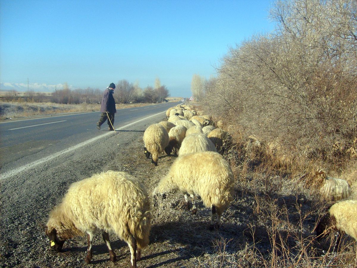 Vanlı Çobandan İlginç Tasarruf Tedbiri