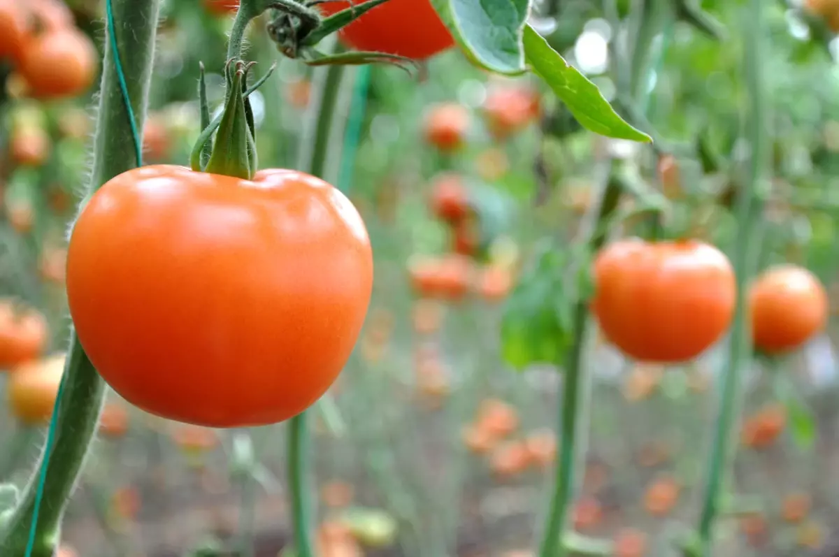 1 Kilo Domates Bir Ekmek Etmiyor