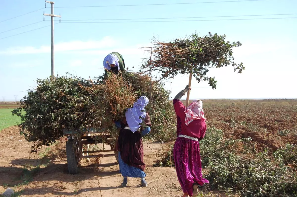 Pamuk Sapı Dar Gelirli Vatandaşın Isınma Kaynağı Oldu