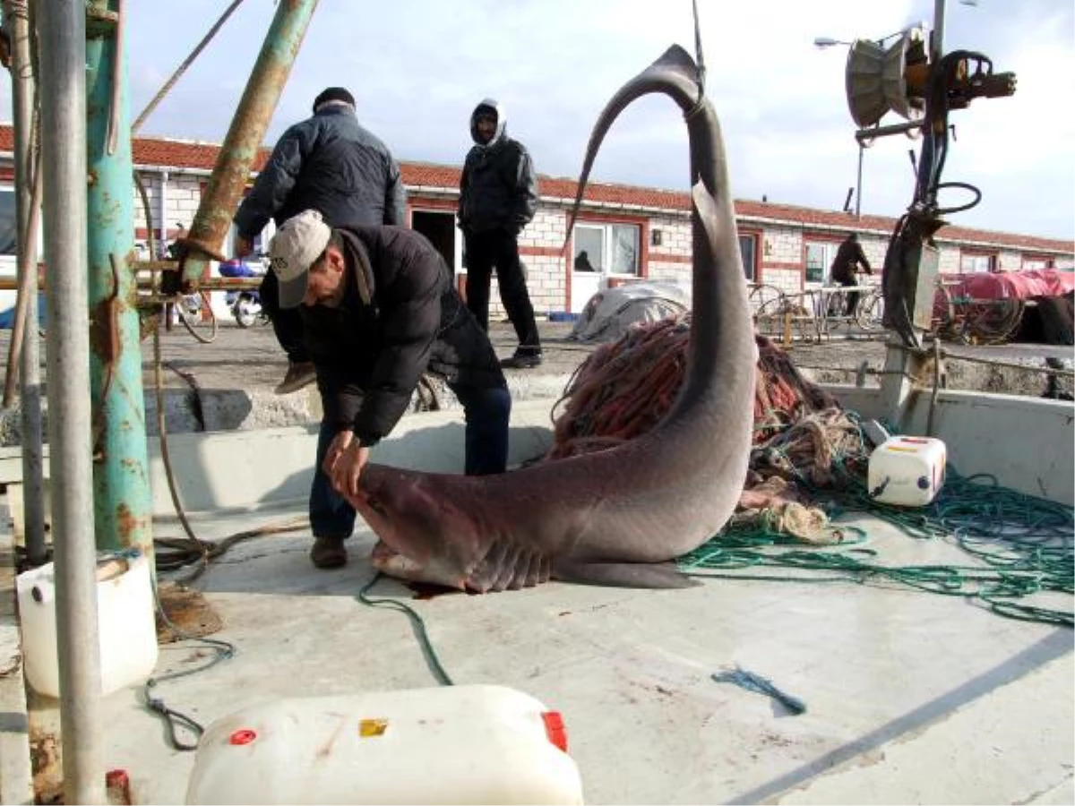 Şarköy\'de 3 Metre 27 Santim Boyunda 291 Kilo Köpek Balığı Yakalandı