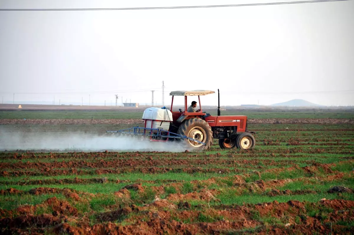 Yağış Olunca Ekinler İlaçlanmaya Başlandı
