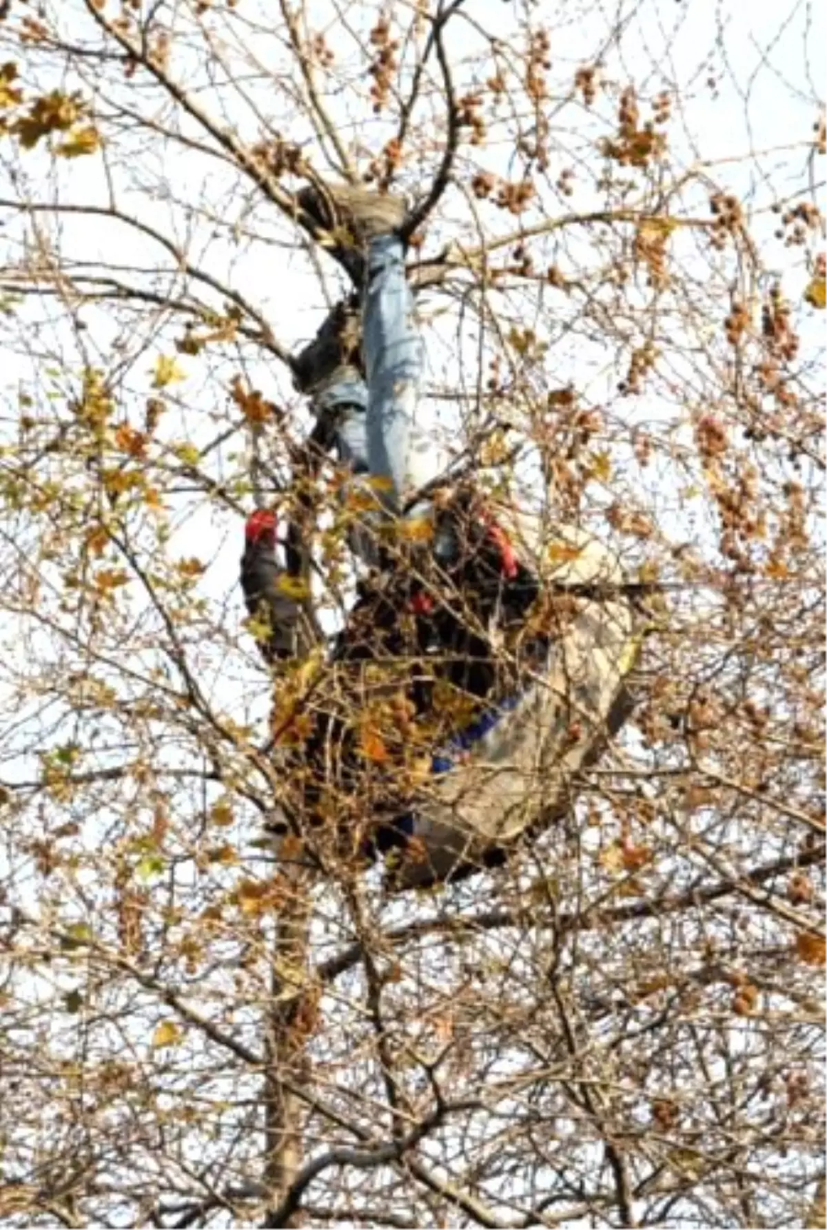 Ağaçta Başaşağı Asılı Kalan Paraşütçüyü İtfaiye Kurtardı