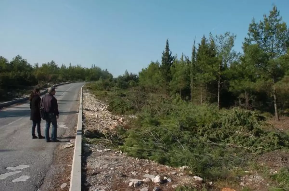 Kampüste Geniş Yol İçin Çam Ağaçları Kesildi