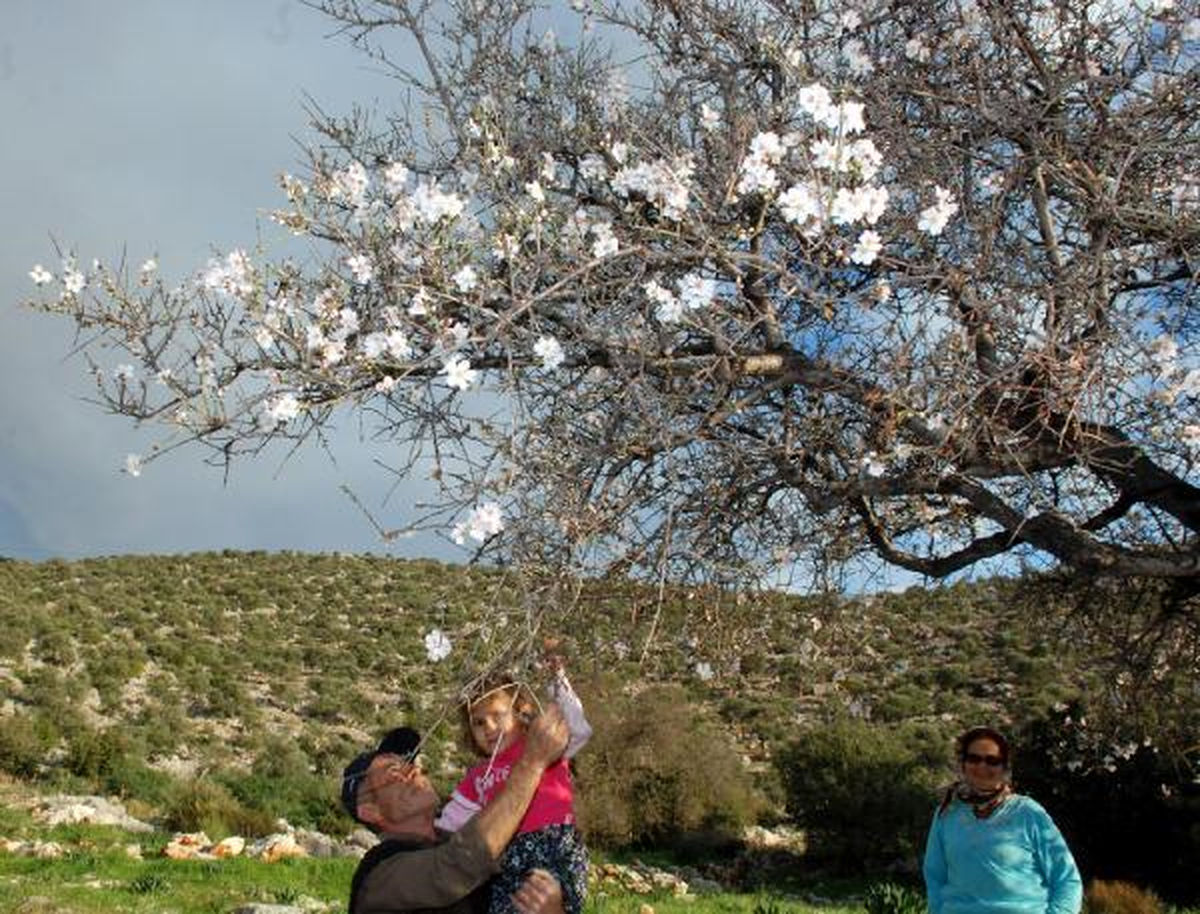 Kaş\'ta Ağaçlar Çiçek Açtı