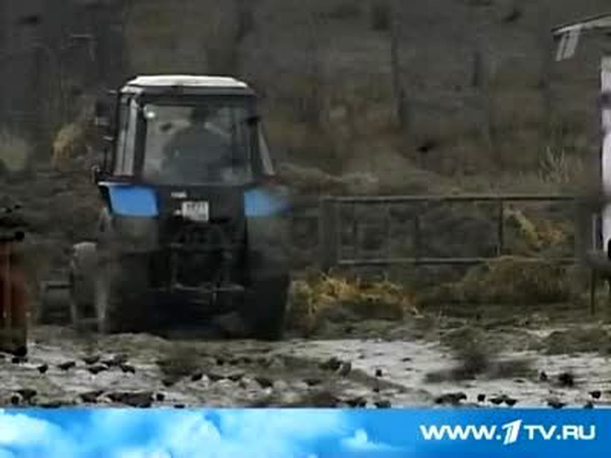 Rusya\'da Sığırcık İstilası