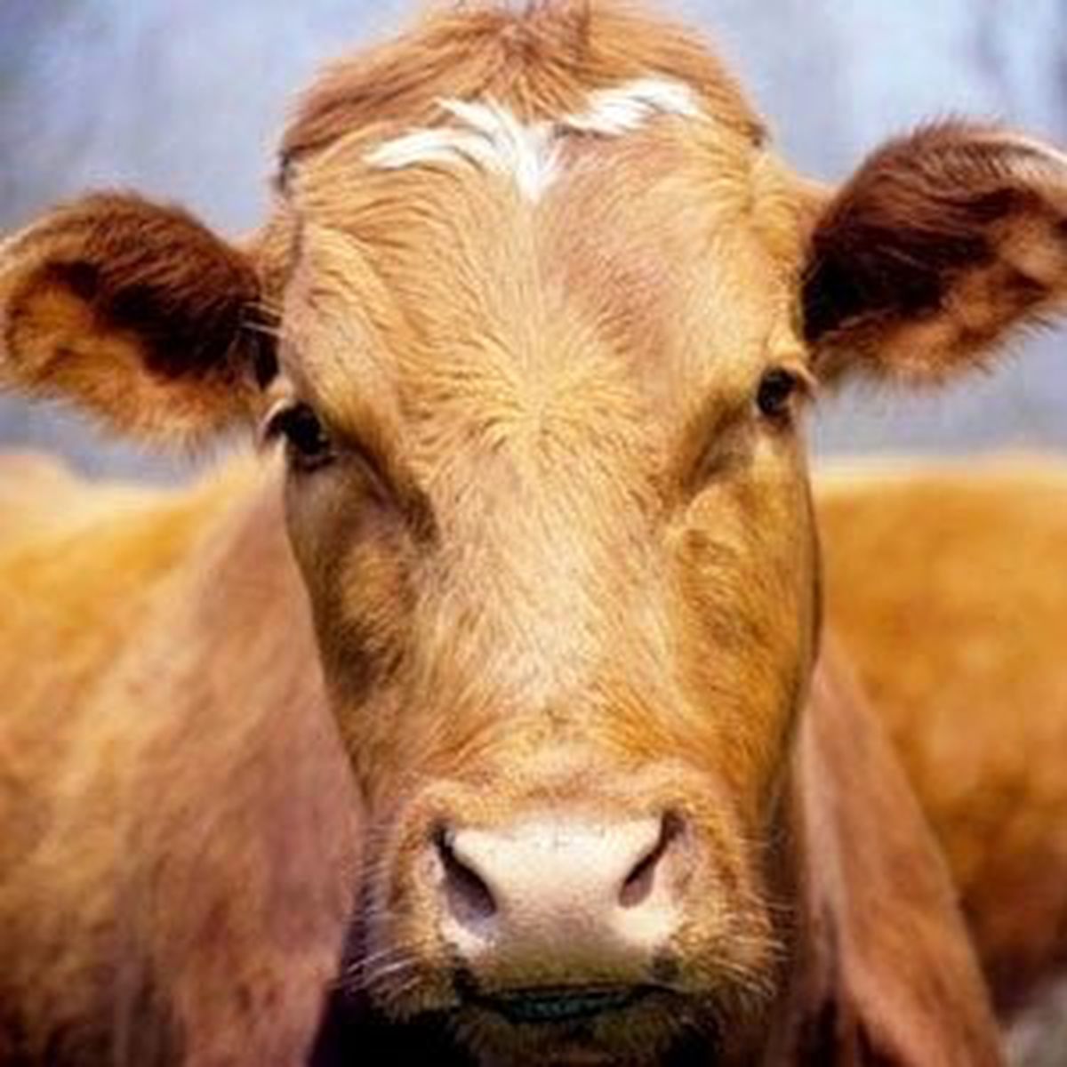 Tazminatlı Hayvan Hastalıkları ve Tazminat Oranları Belirlendi