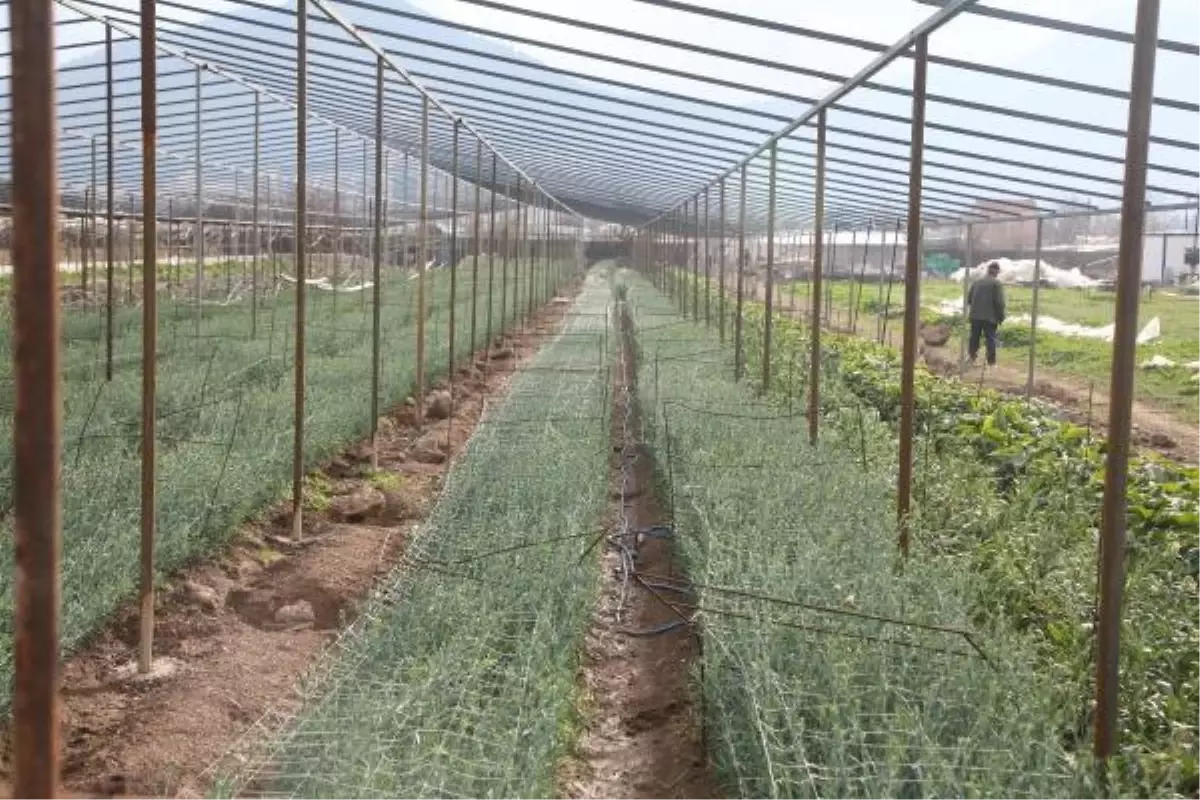 Çiçekler Serada Soldu, Üretici Yıkıldı