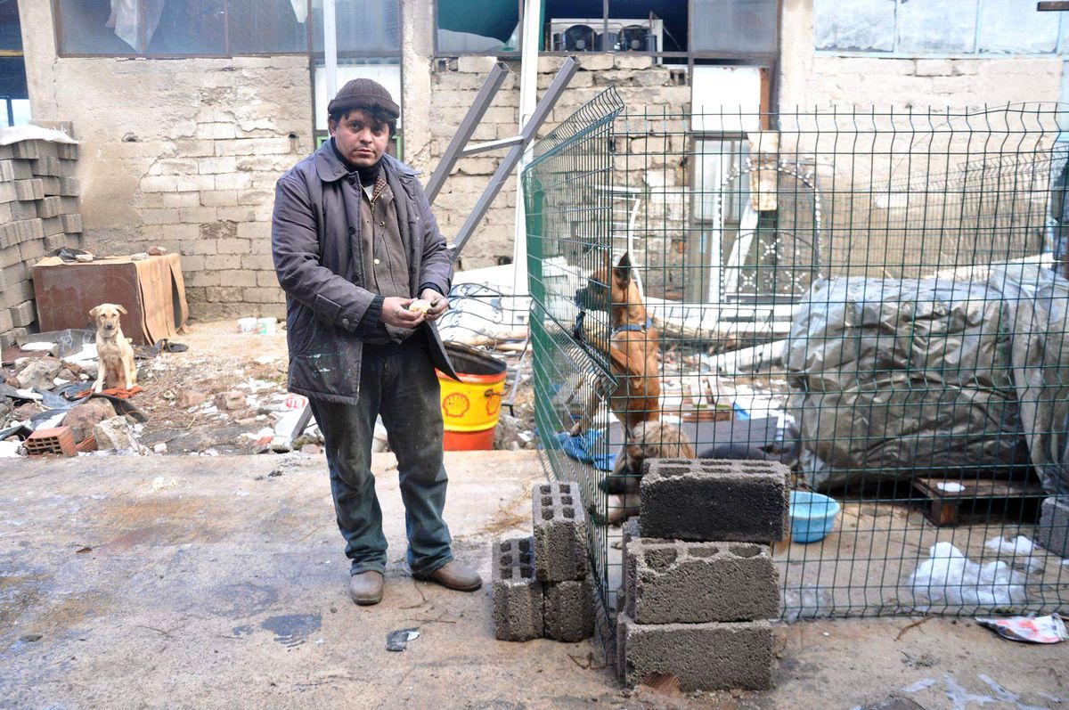 Köpeklere Sahip Çıkıyor