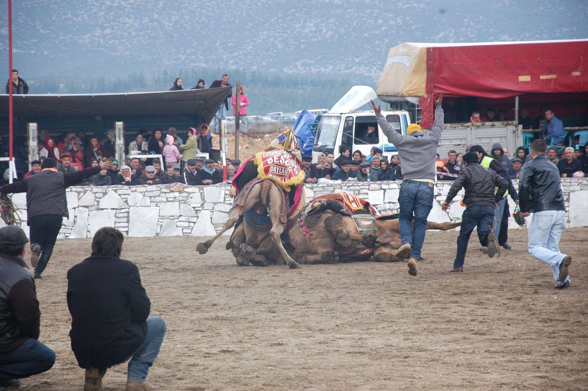Pehlivan Develer Spor Kulübü İçin Güreşti