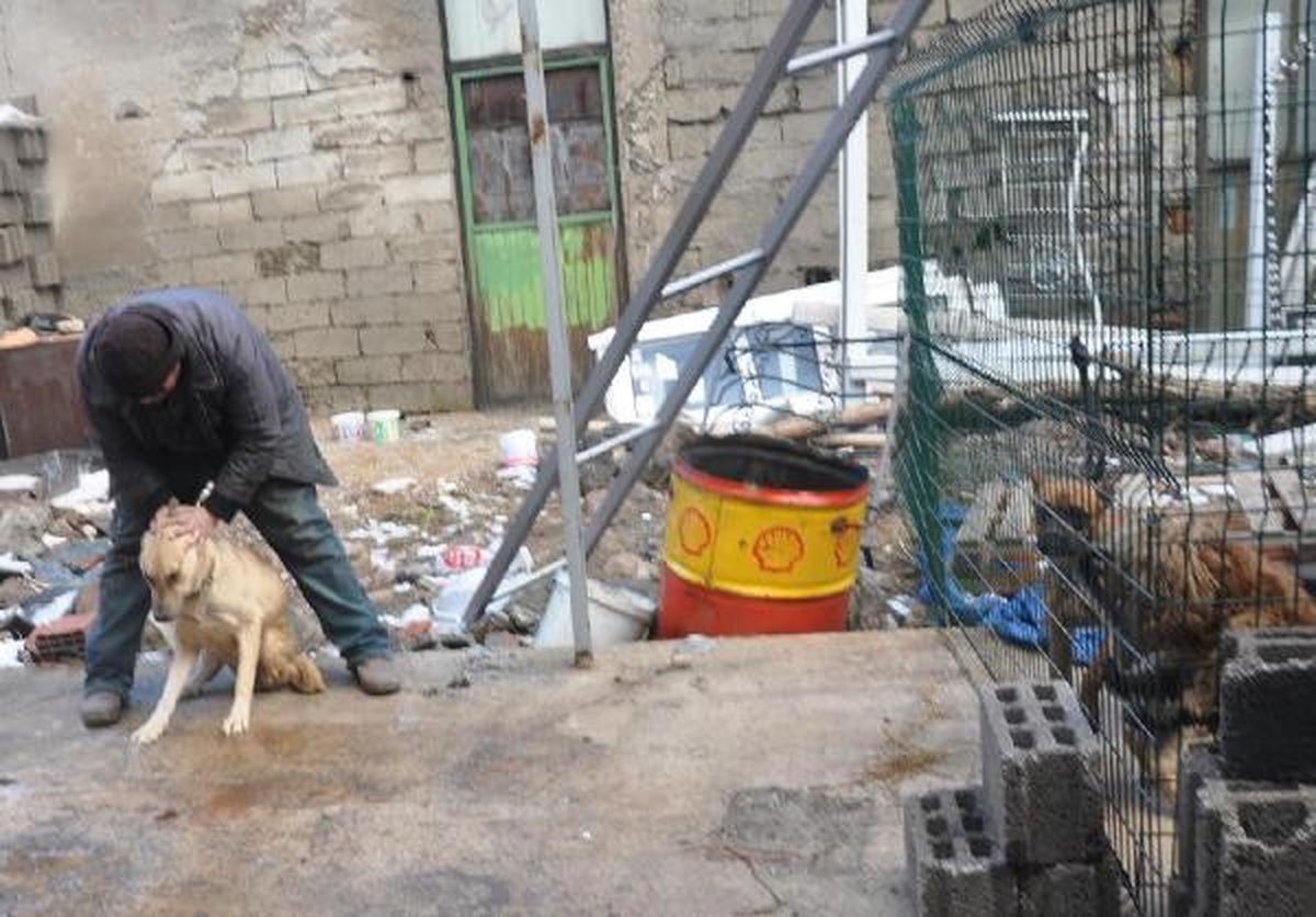 Şiddet Görmüş Köpeklere Sahip Çıkıyor
