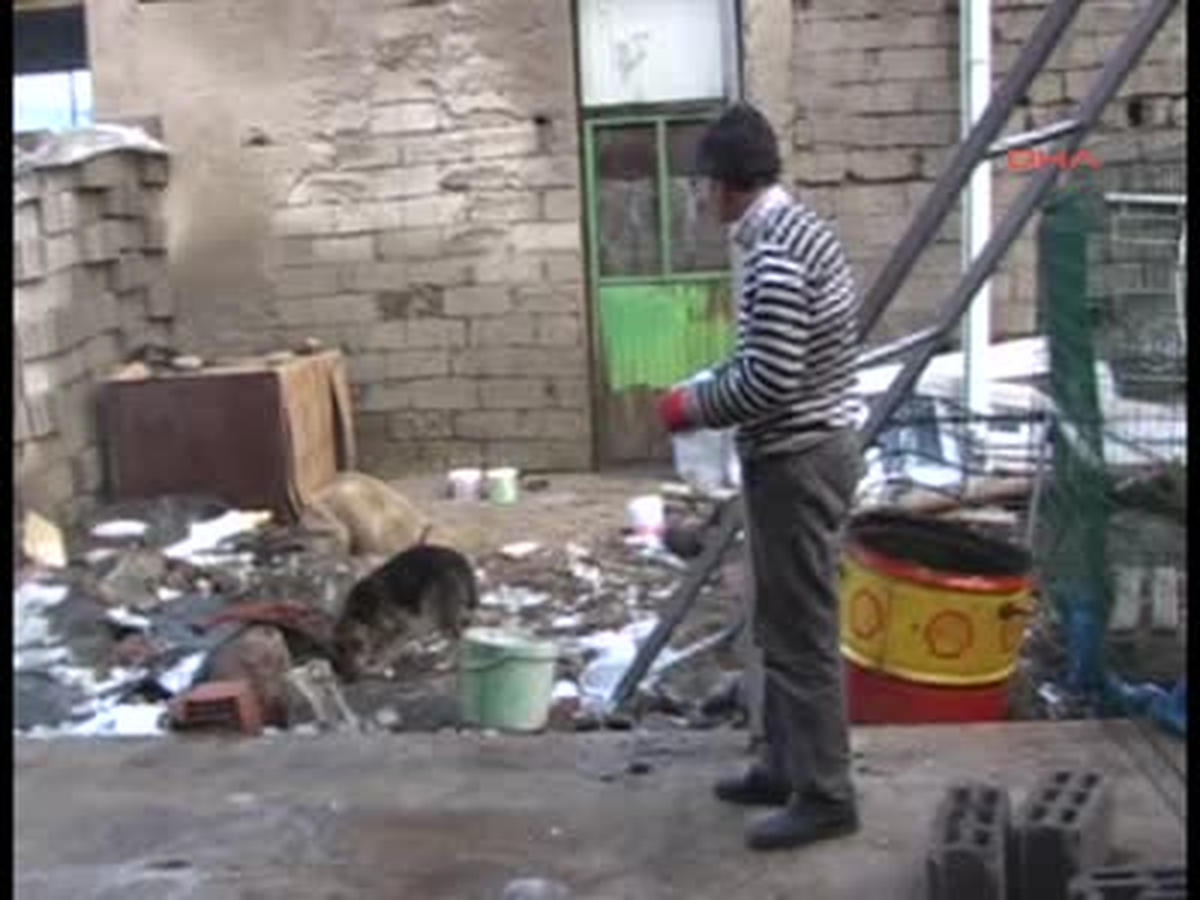 Şiddet Görmüş Köpeklere Sahip Çıkıyor