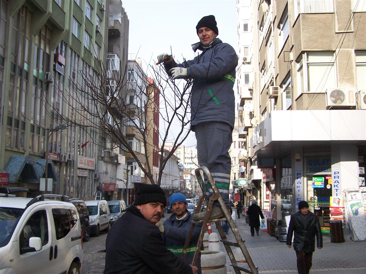 Bandırma Belediyesi Ağaçları Budadı