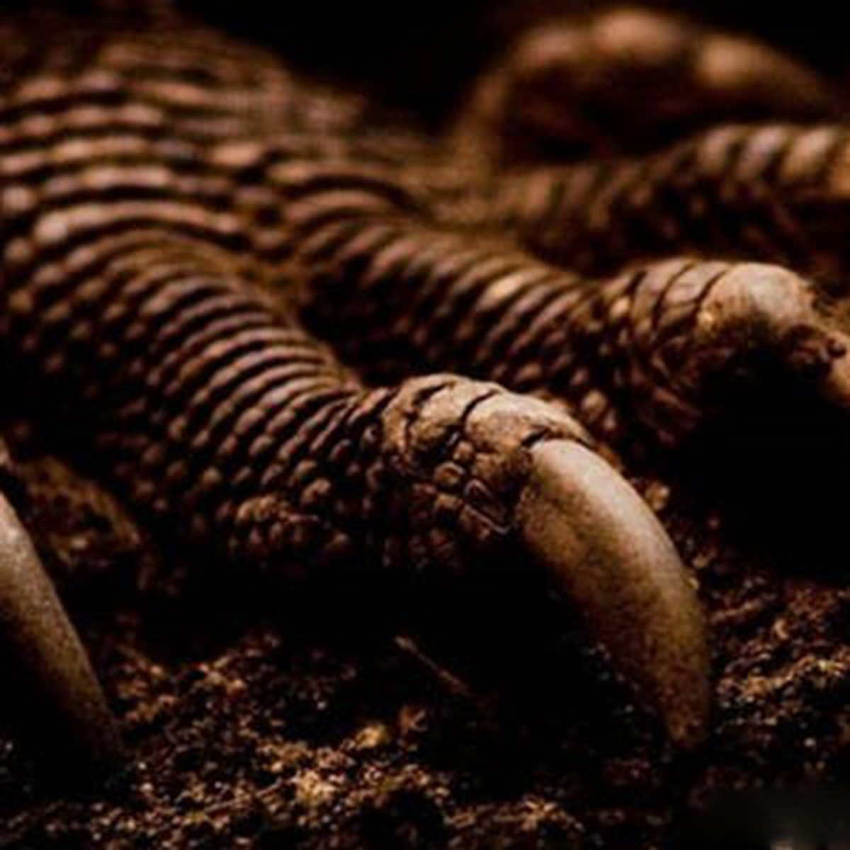 Çin'de Yeni Dinozor Türü Keşfedildi