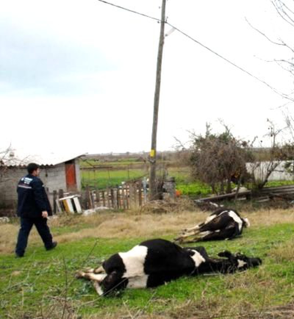 Elektrik Akımına Kapılan 2 İnek Telef Oldu