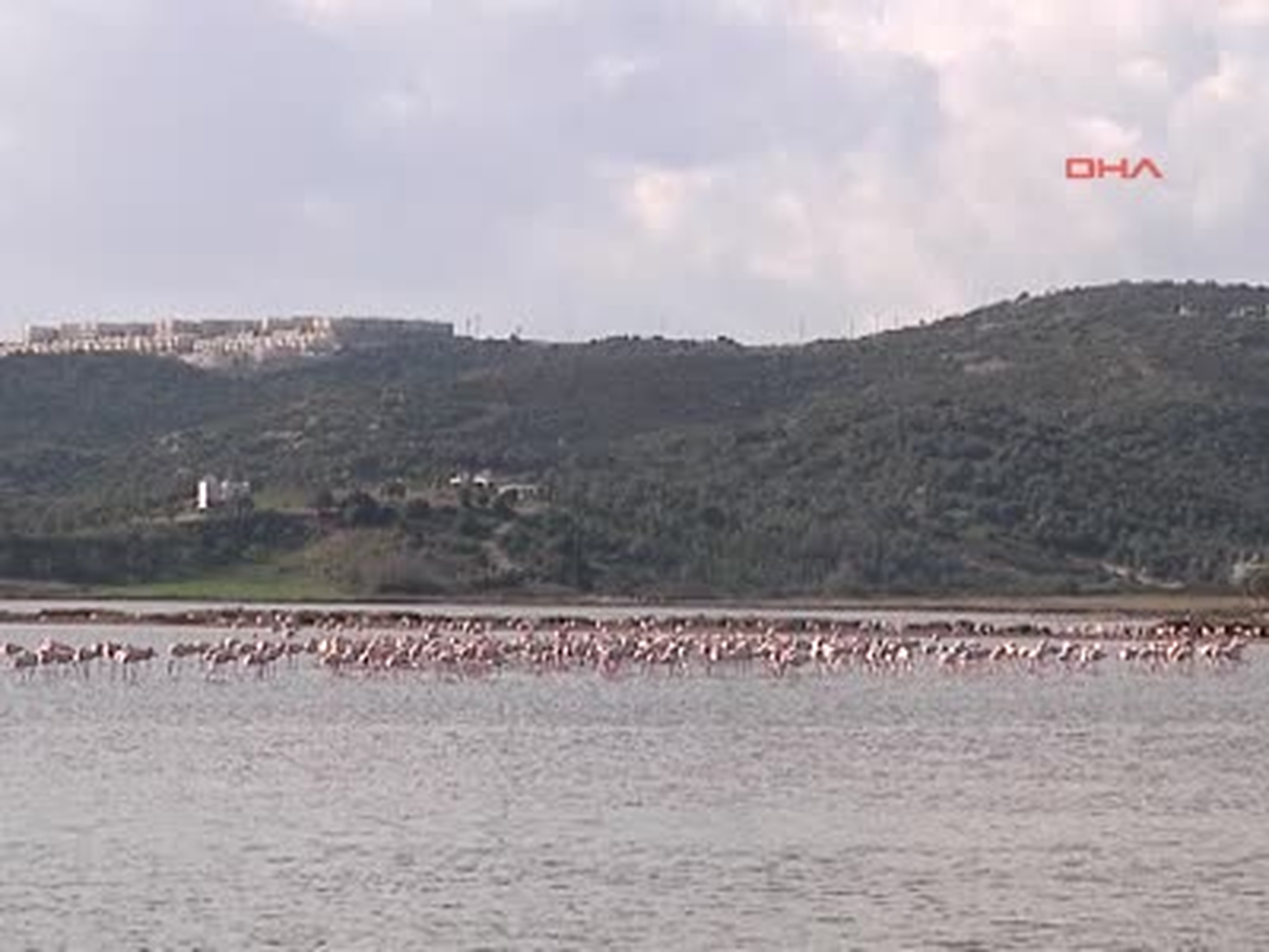 Filamingolar Bodrum\' U Sevdi