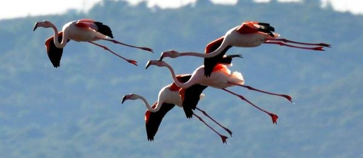 Flamingolar Bodrum\'u Sevdi