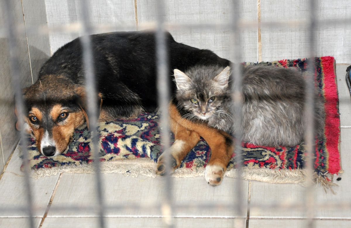 Hasta Köpeğin Refakatçiliğini Kedi Yaptı