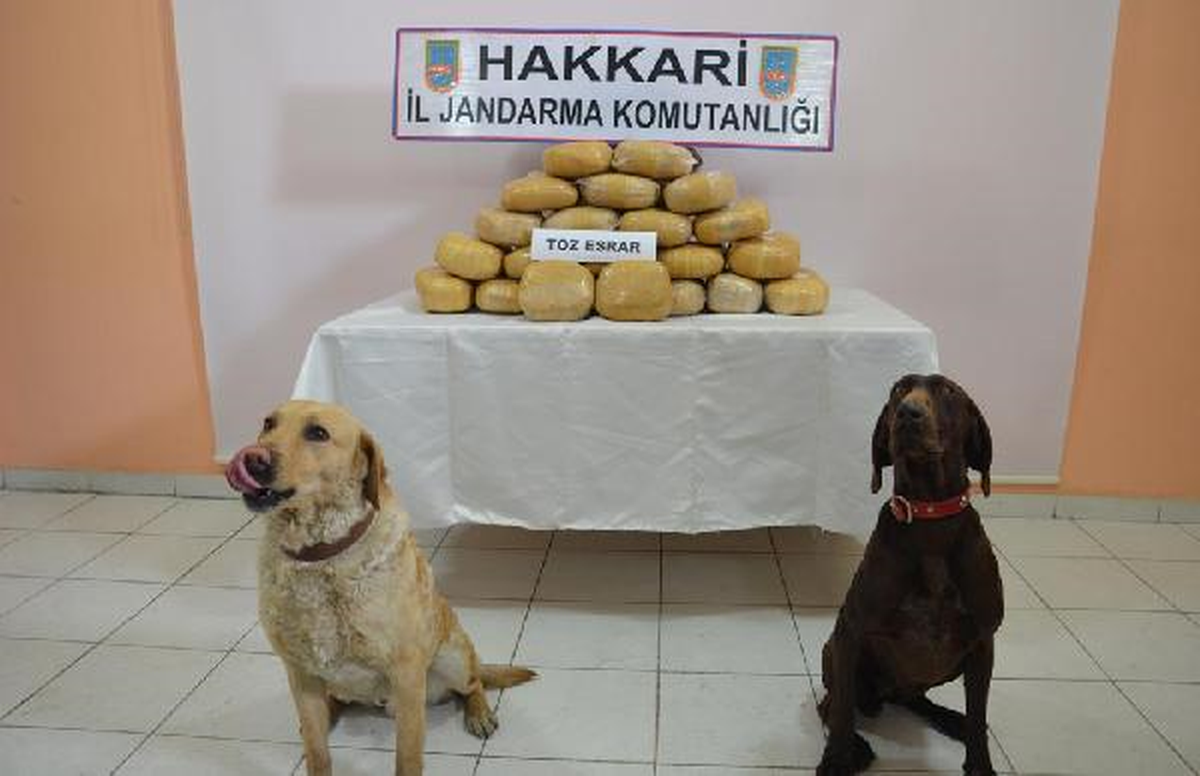 Hakkari\'de 48 Kilo Esrar Ele Geçirildi