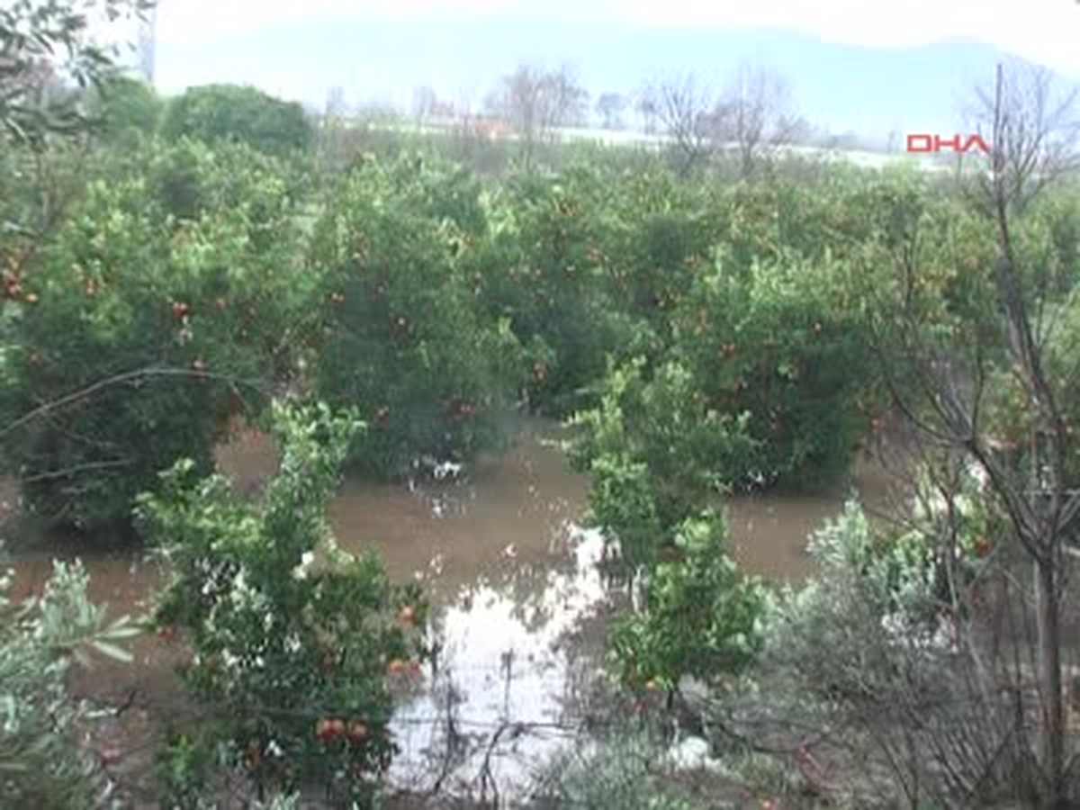 Köyceğiz\' de Portakal Üreticisi Perişan