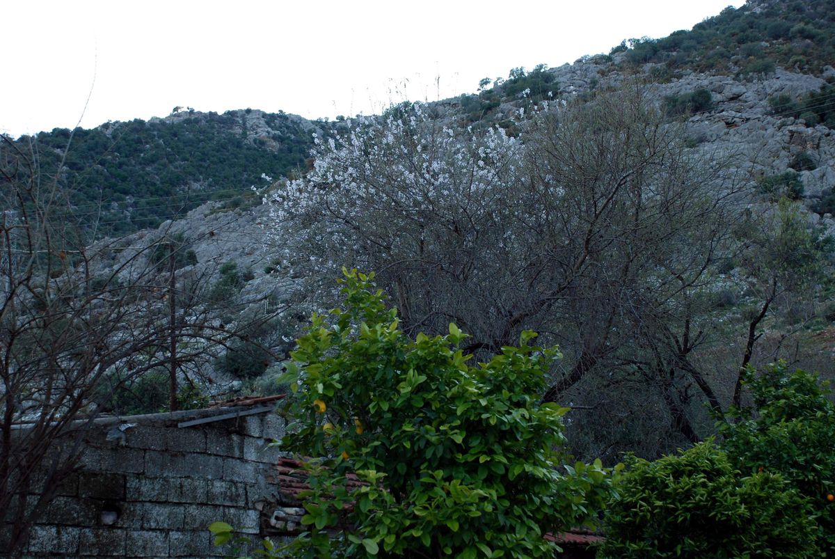 Antalya'da Badem Ağaçları Çiçek Açtı
