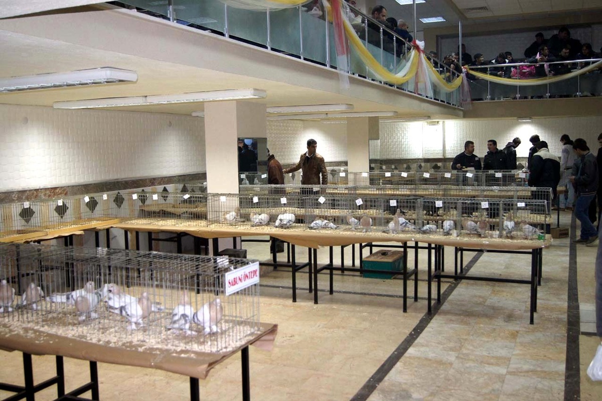 Çan\'da Güvercin Festivali Düzenlendi