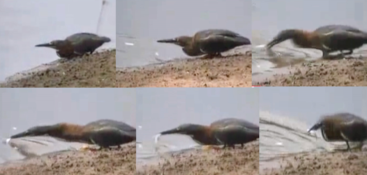 Kargalar Da Balık Tutar
