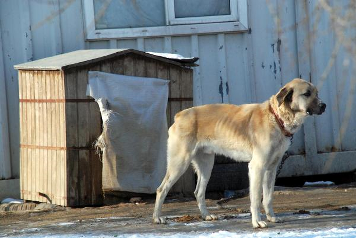 Barınaktaki Köpeklere Soğuk Önlemi