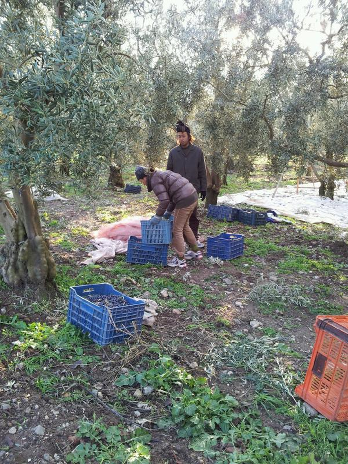 'Dünya Finallerinin Stresini Zeytin Toplayarak Attık'