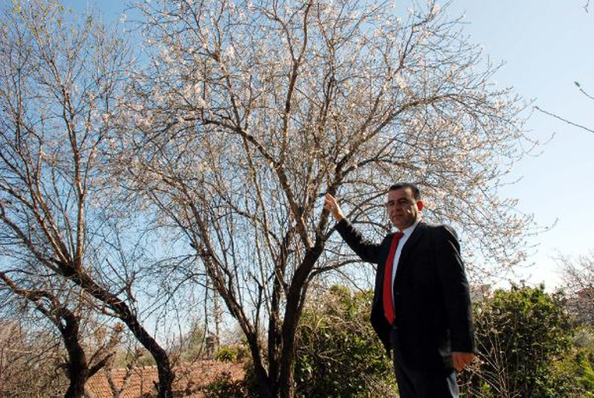 Finike'de Bademler Çiçek Açtı