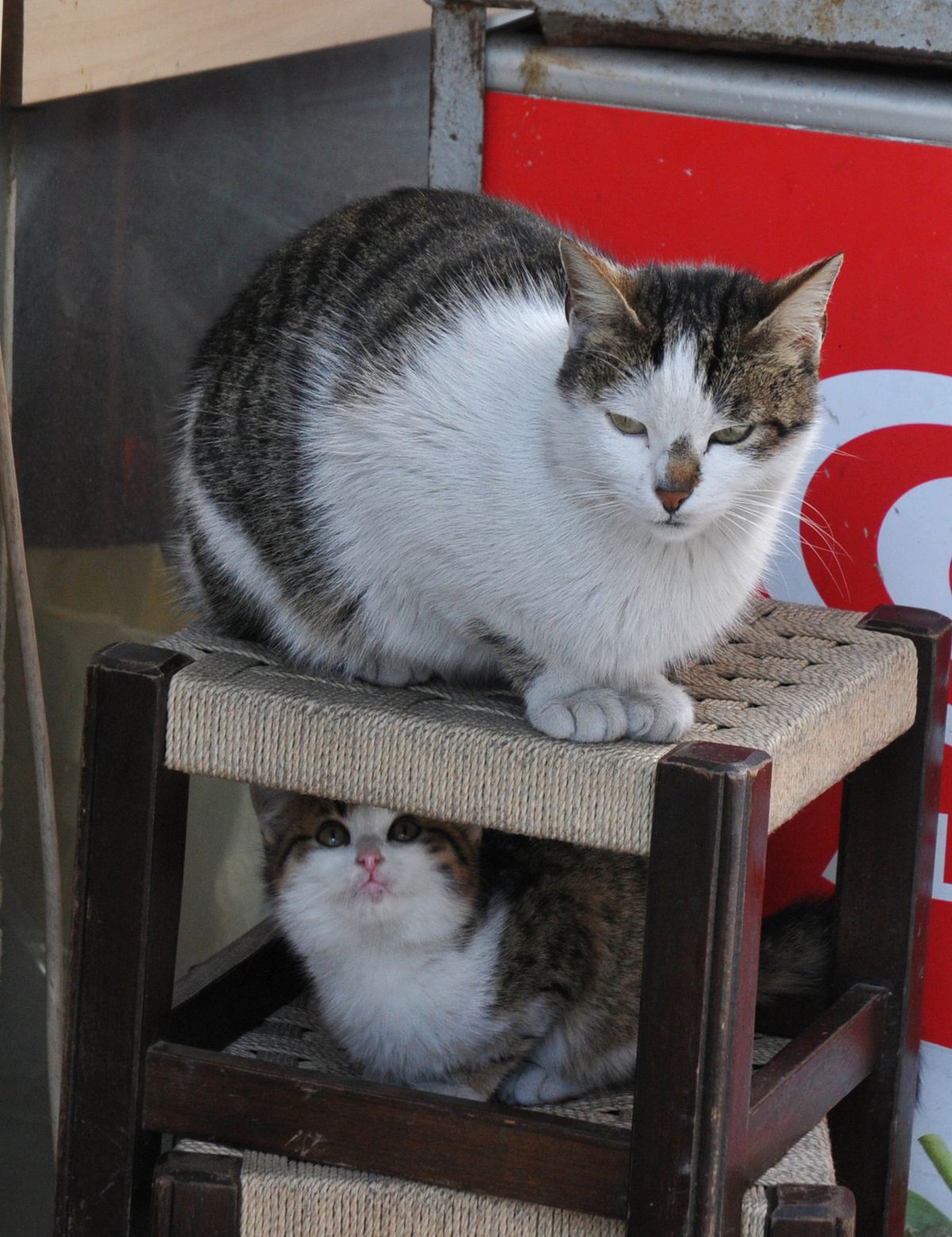 Üşüdüler