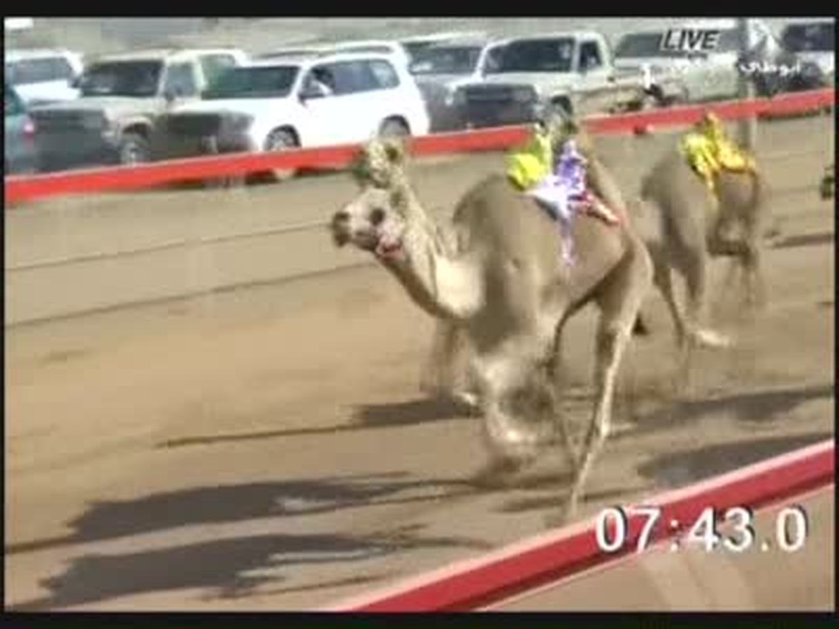 Arap Emirlikleri\'nde Deve Yarışı