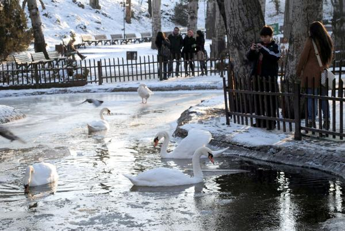 Buz Tutan Kuğulu Park\'ın Kuğuları Zor Durumda