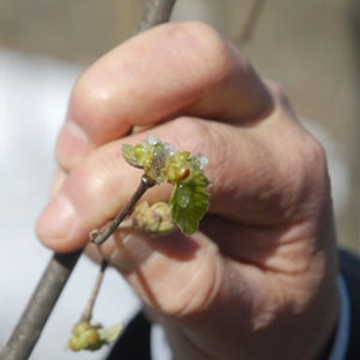 Fındığı Don Vurdu