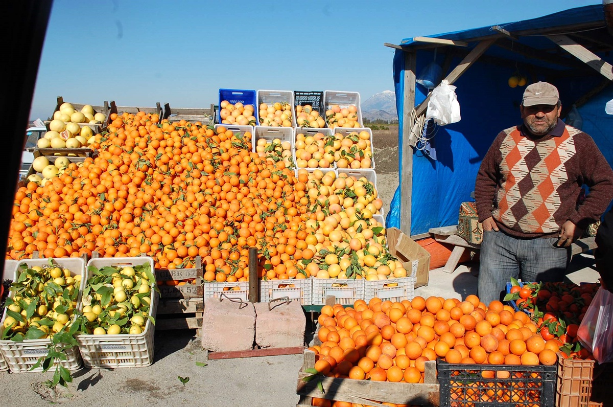 Manavgat'ta Narenciyeyi Don Vurdu