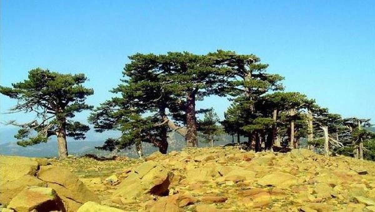 Sandıras'ın Anıt Ağaçları Unesco Adayı