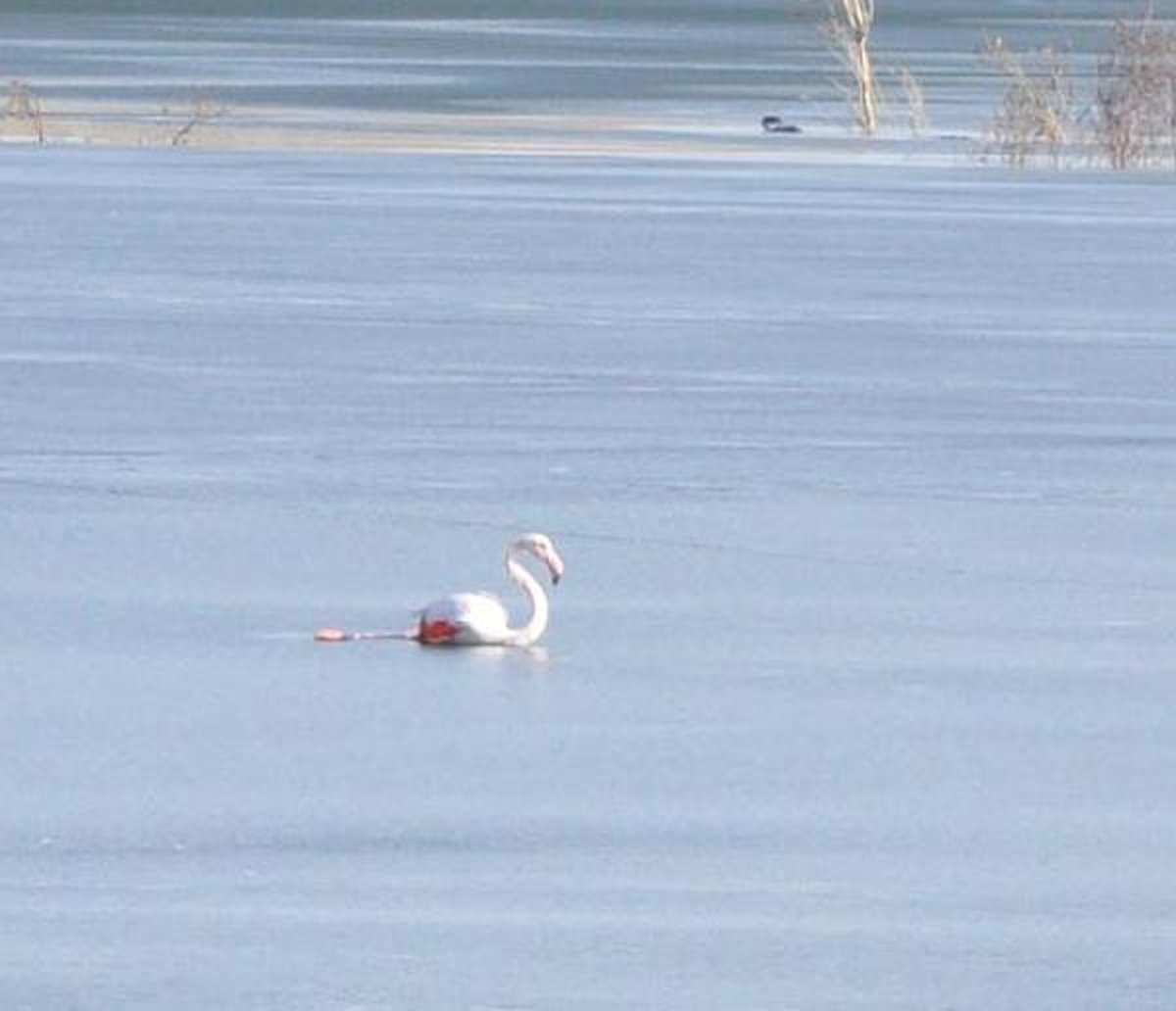 Buz Tutan Gölde, Flamingo Kurtarma Operasyonu