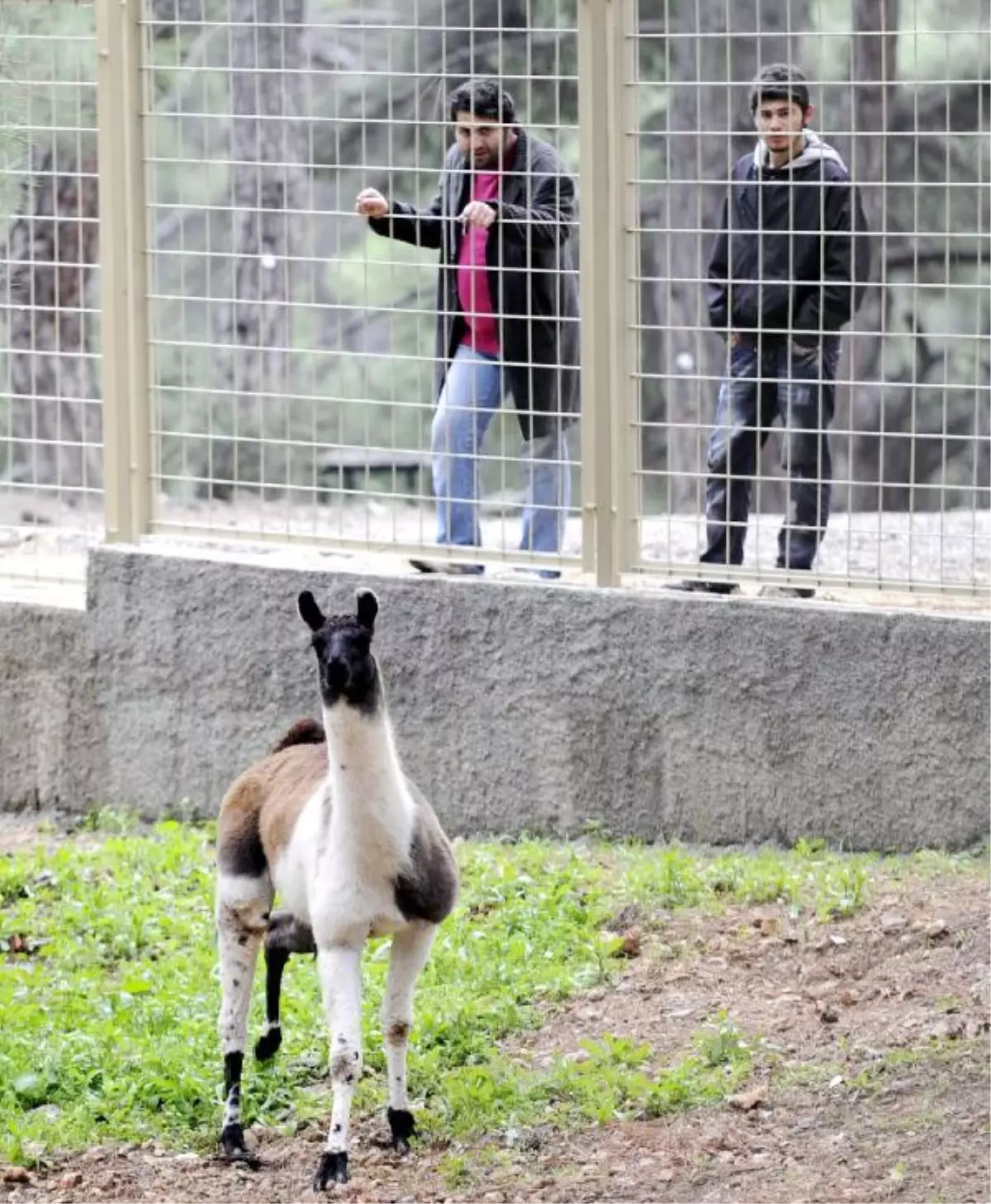 Lama \'Burhan\'a Eş Aranıyor