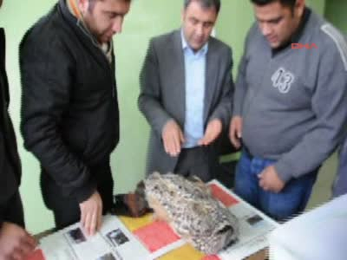 Yaralı Baykuşa Kaymakam Sahip Çıktı