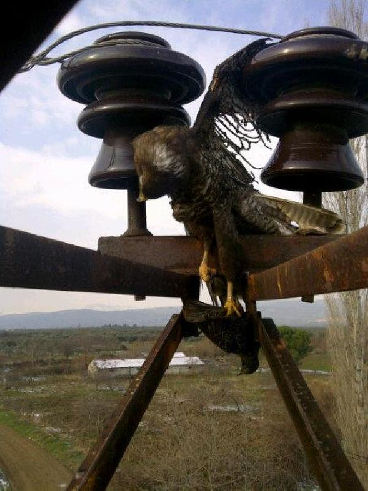 Akıma Kapılan Atmaca, Avı Yine de Bırakmada