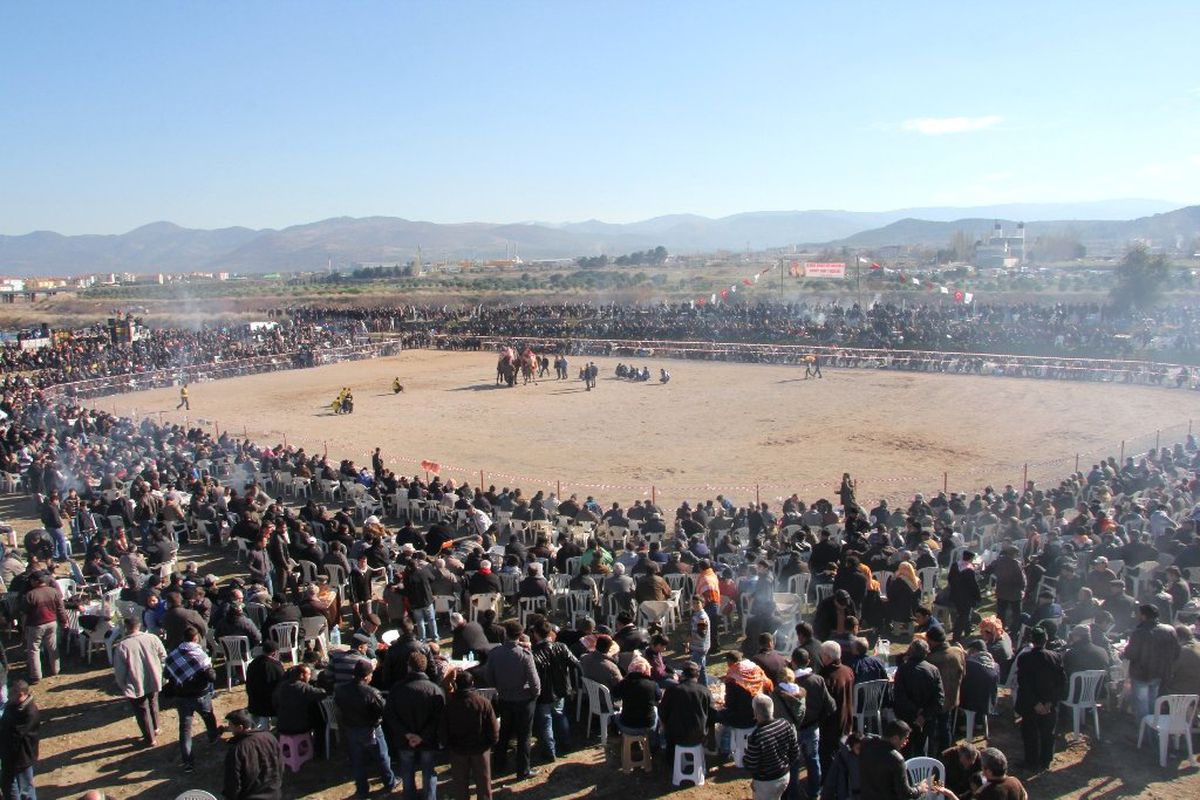 Burhaniye\'de Develer Kıran Kırana Güreşti
