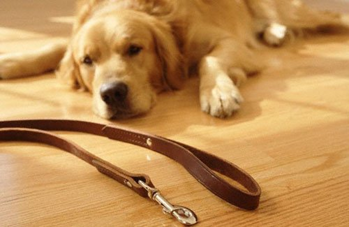 Çalınan Köpeğini Bilboardlara İlan Vererek Arıyor