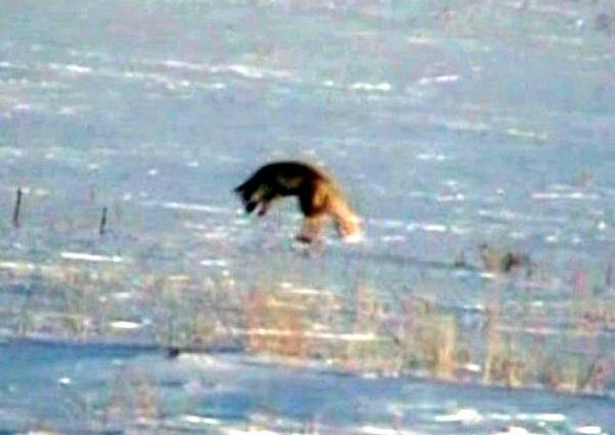 Tilkiler Fareleri Böyle Avlıyor