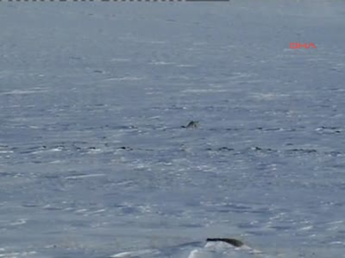 Tilkiler Fareleri Böyle Avlıyor