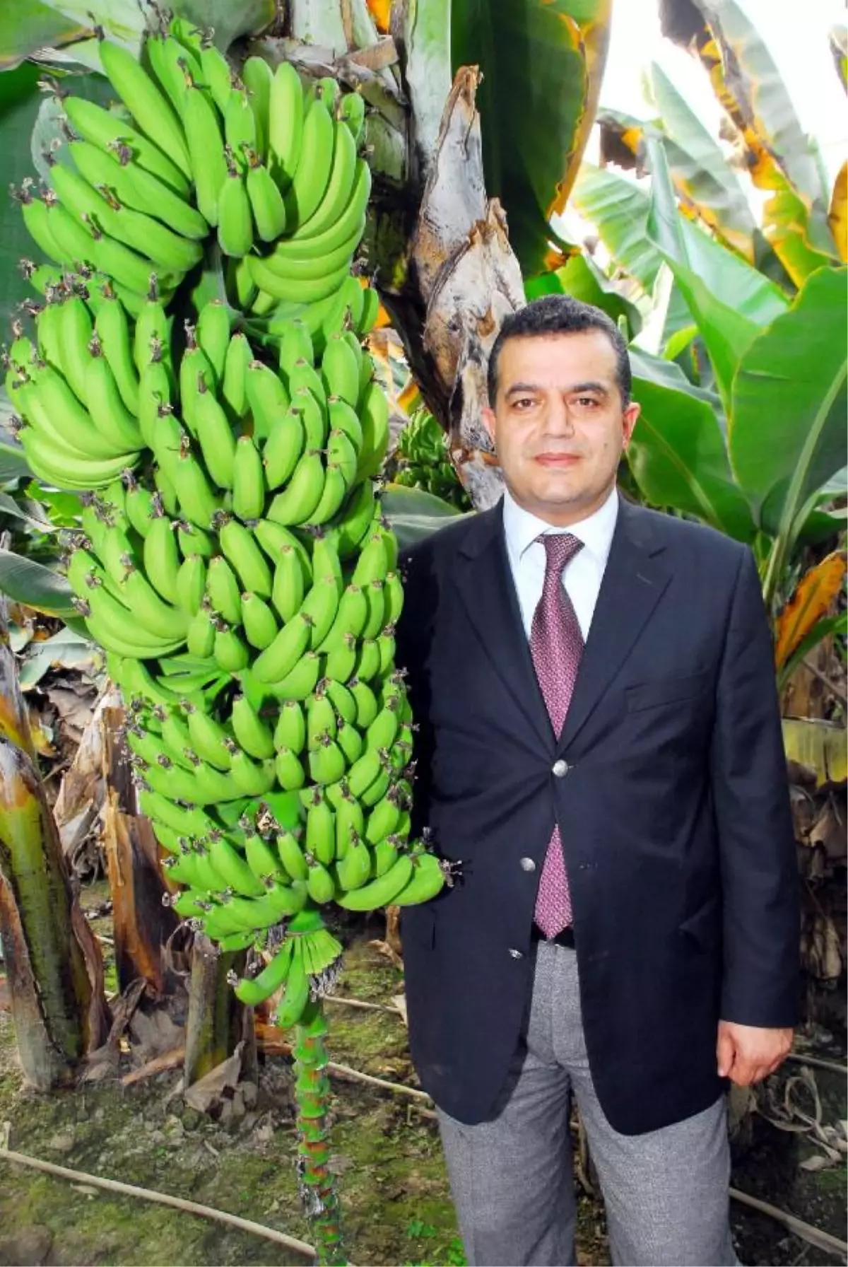 Alanyalı Tüccarın Muzu Sofraların Vazgeçilmezi Oldu