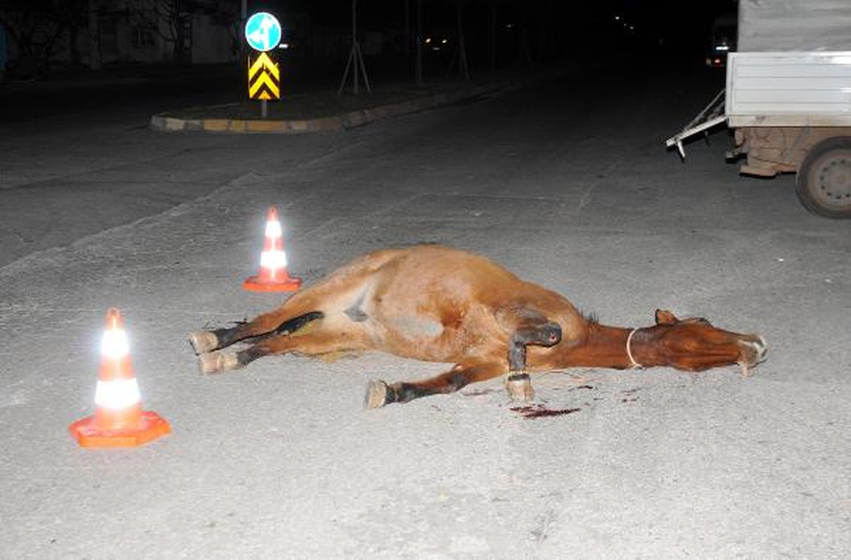Ayağı Kırık Gebe At, Saatlerce Yol Ortasında Kaldı