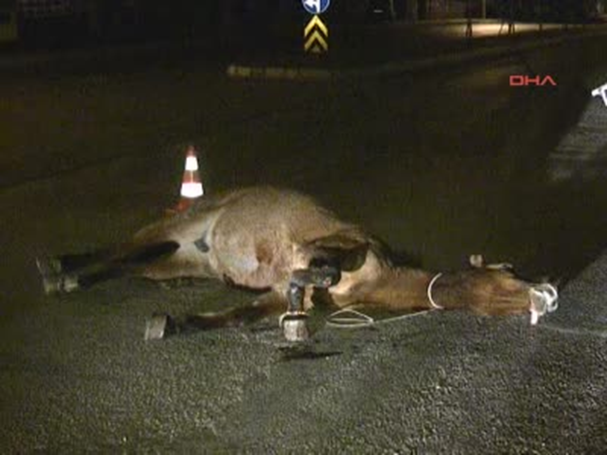 Ayağı Kırık Gebe At, Saatlerce Yol Ortasında Kaldı