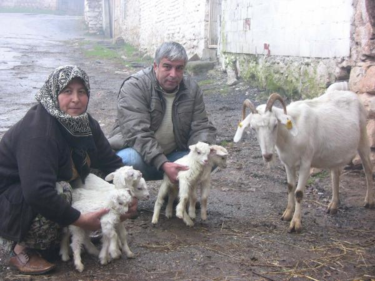 Bir Batında Beş Yavru