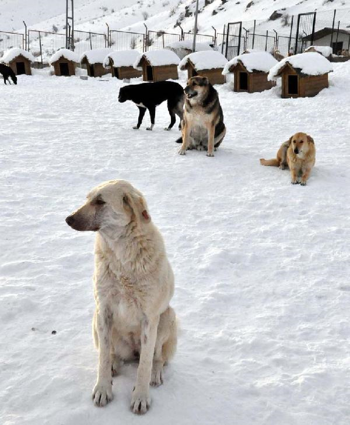 Bitlis\'te Soğuklardan Etkilenen Köpekler İçin Yardım Çağrısı